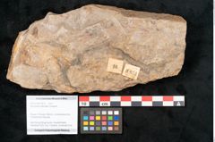 Foto (Objekt + Etikett) von Neuropteris pteroides Goeppert (NHMW-GEO-2024-0188-10673)